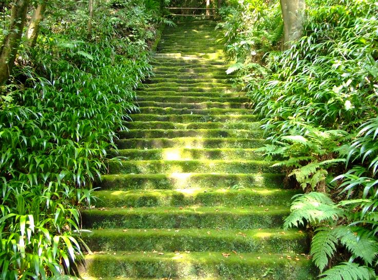 ぼぼのすばらしい日々 鎌倉の苔寺 妙法寺